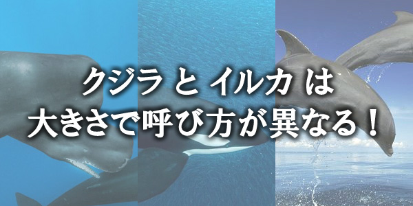 クジラ、シャチ、イルカは同じクジラ目の生物。大きさによって呼び方が異なる