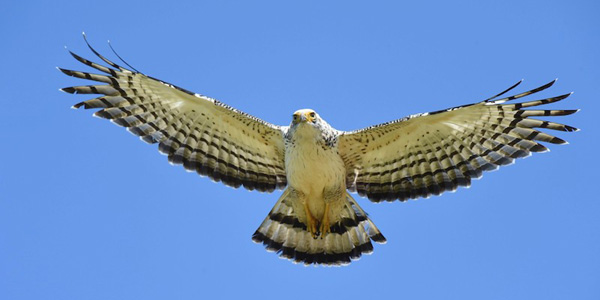 タカ目タカ科のカンムリワシ