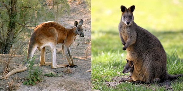 双前歯目・カンガルー型亜目・カンガルー科の赤カンガルーとオグロワラビー