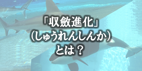 「収斂進化」とは異なる種の生物が似た特徴を持つように進化すること