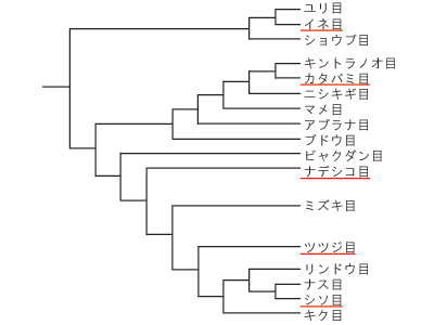 収斂進化の例としての食虫植物の系統関係