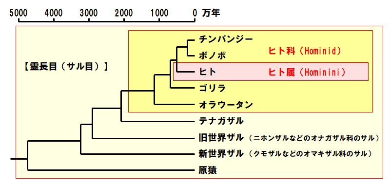 霊長目の進化系統図・ホミニンはヒト科ヒト属のこと